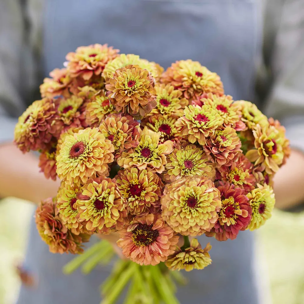 VEGSOW Queeny Lime Orange Zinnia Seeds - Heirloom Annual Flower Seeds