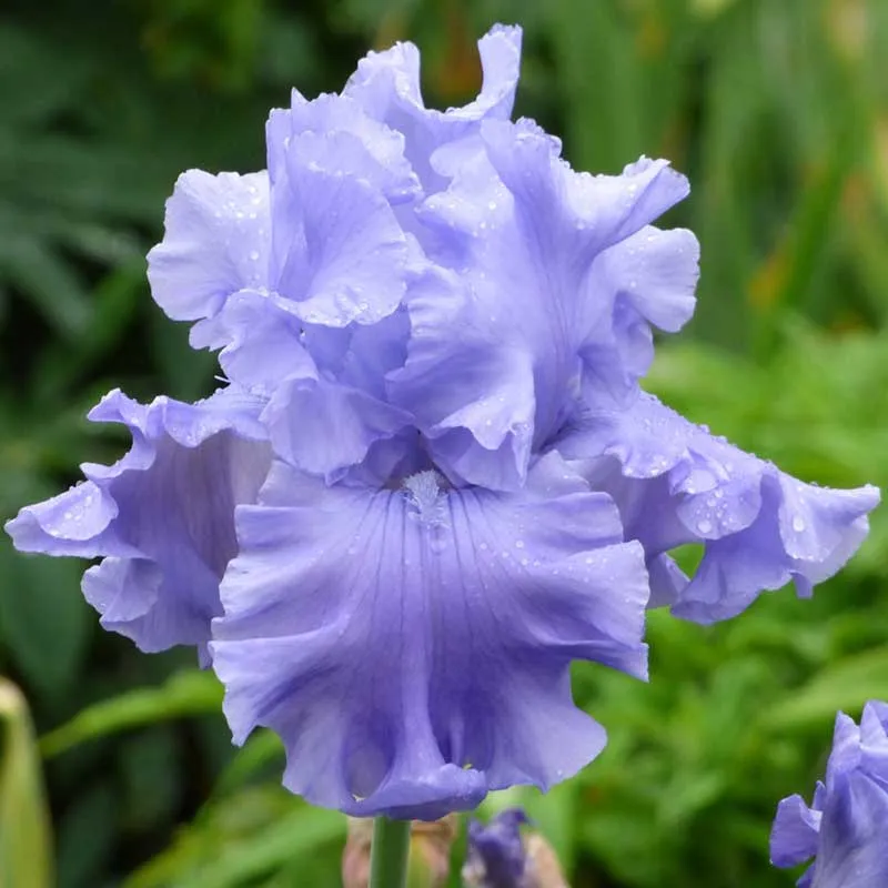 VEGSOW Bearded Iris Bulbs - Abiqua Falls Perennial Rhizomes
