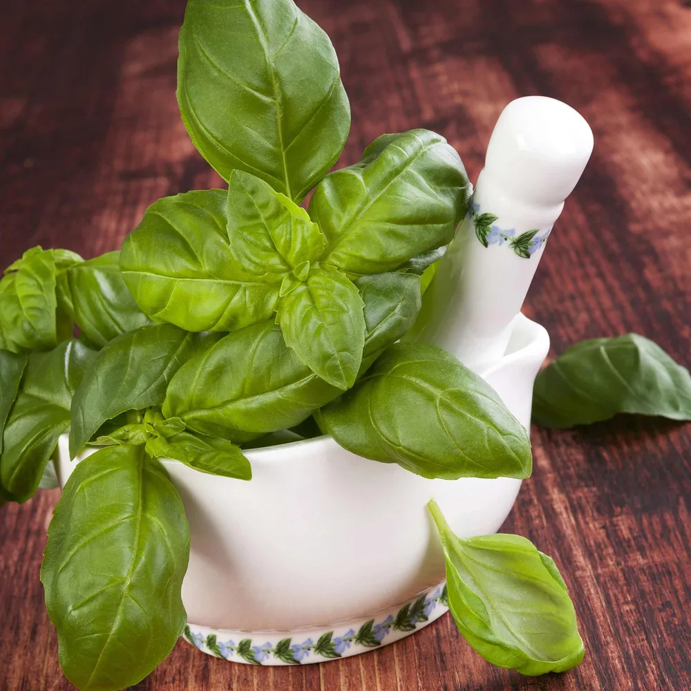 VEGSOW Organic Genovese Basil Seeds - Heirloom Culinary Herb