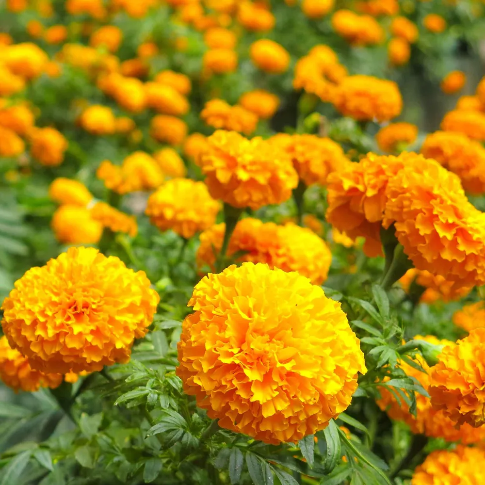 VEGSOW African Marigold Seeds - Smiles Variety