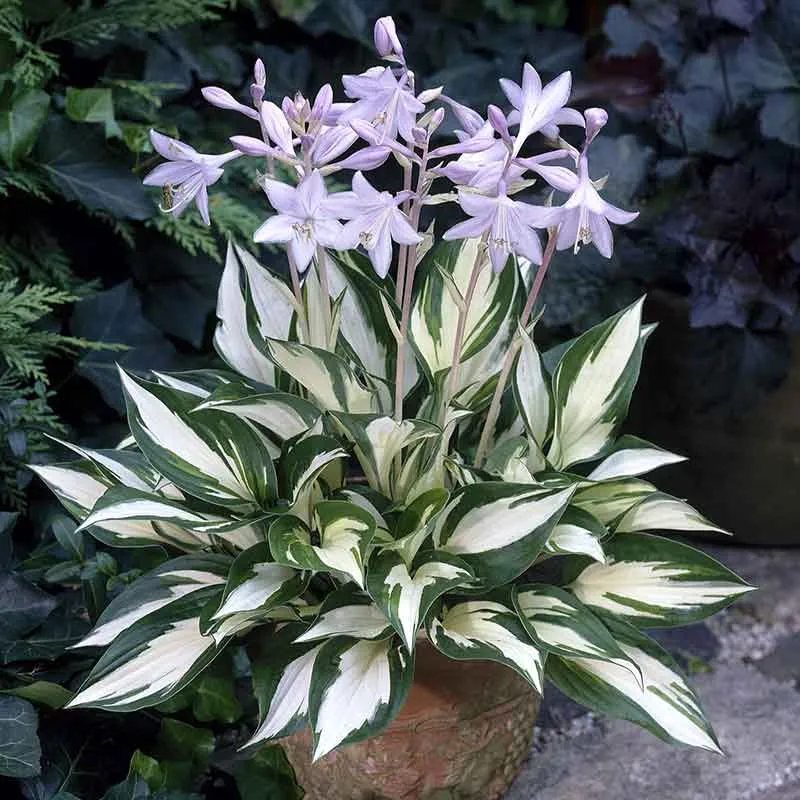 VEGSOW Fire and Ice Hosta Bare Roots - Perennial Shade Garden Plant