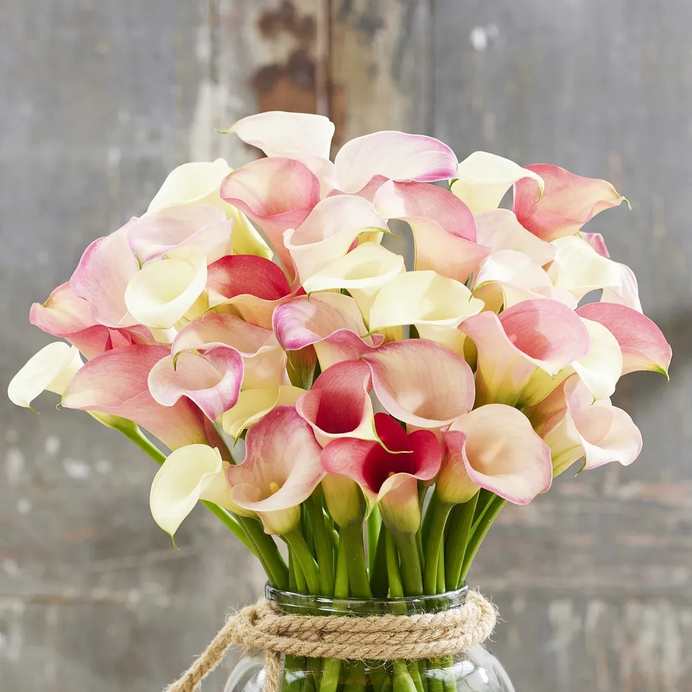 VEGSOW Calla Lily Bulbs - Romantic Mix