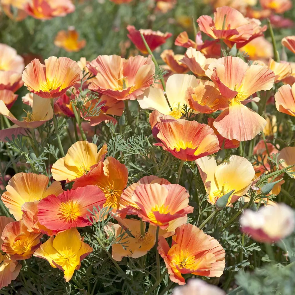 VEGSOW California Poppy Seeds - Thai Silk Apricot