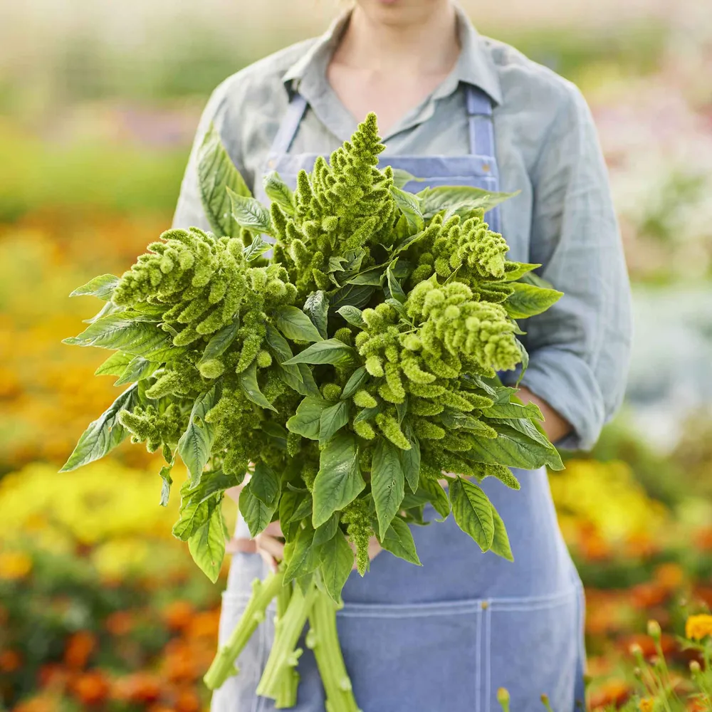 VEGSOW Amaranth Seeds for Microgreens and Garden Planting