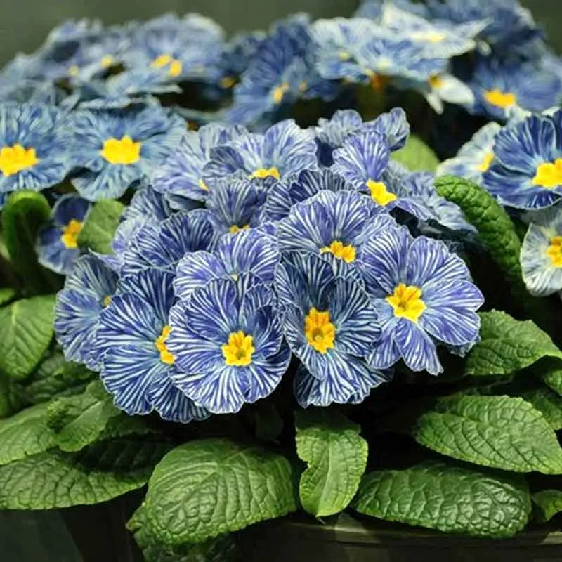 VEGSOW Blue Zebra Primrose Seeds - Heirloom Flower Seeds for Garden