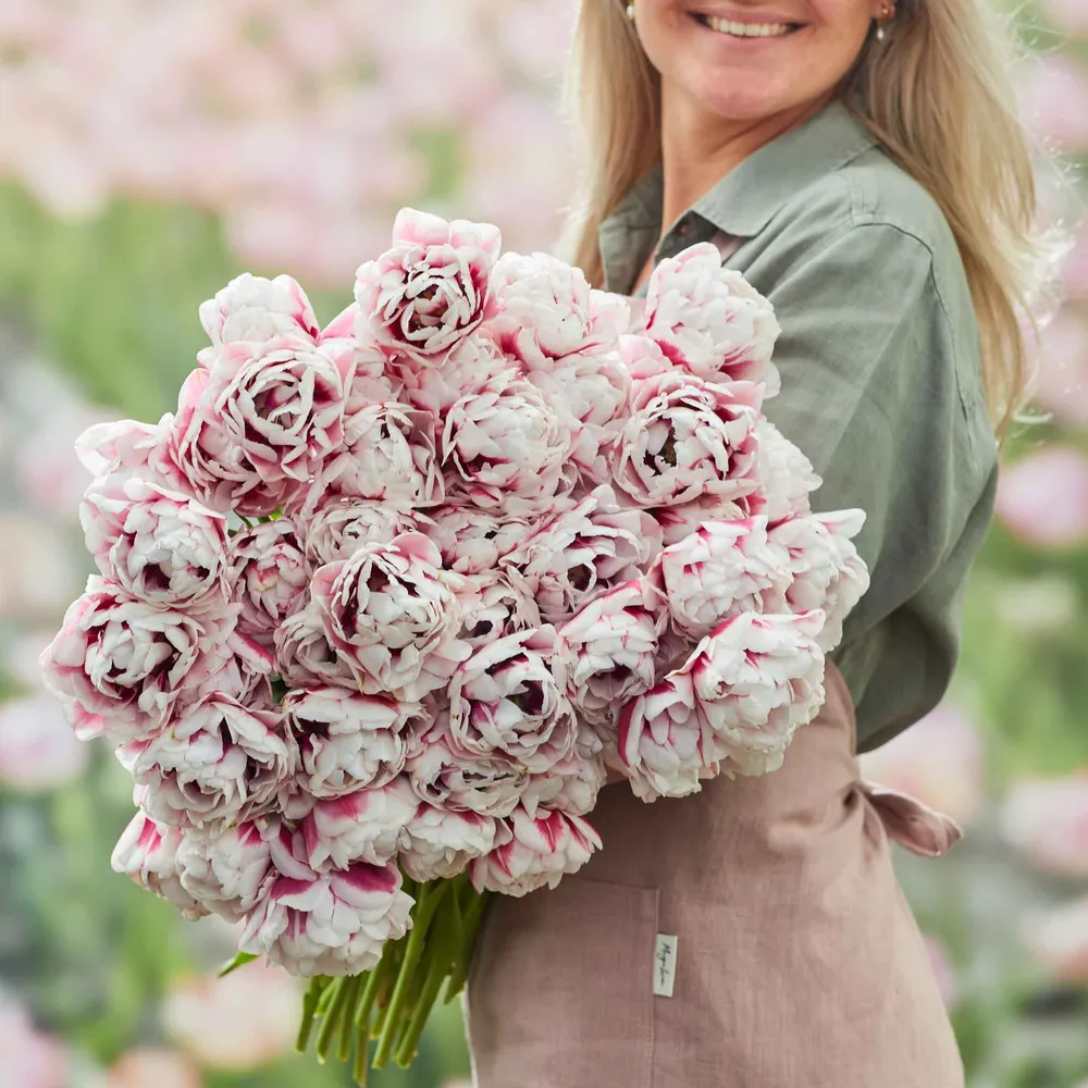 VEGSOW Pistache Tulip Bulbs - Unique Green and Pink Spring Flowering Bulbs