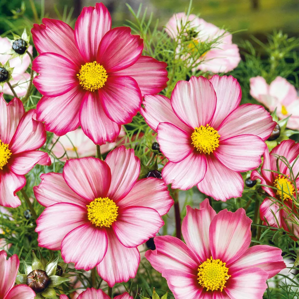 VEGSOW Cosmos Seeds - Red Stripe