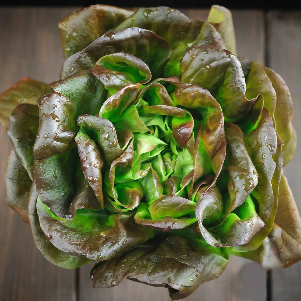 VEGSOW Bronze Mignonette Lettuce Seeds - Heirloom Leaf Lettuce