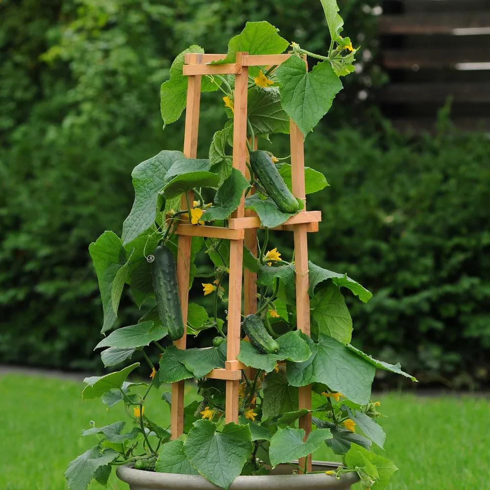 Patio Snacker Cucumber Seeds - Compact Bush Variety for Container Gardening