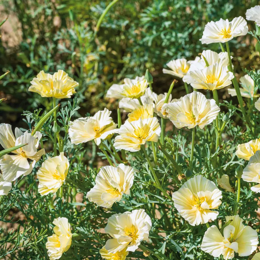 California Poppy Seeds - Cream Swirl