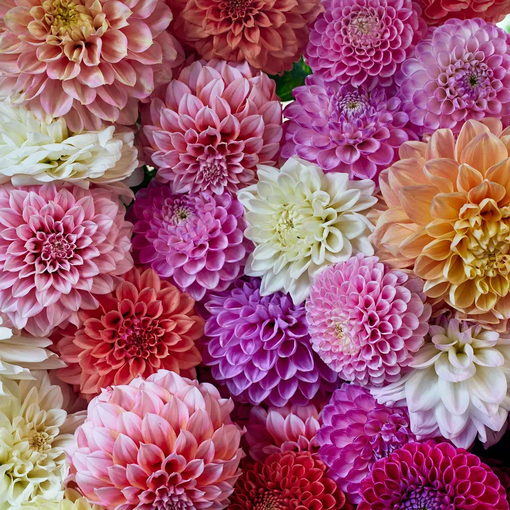 VEGSOW 90 Days of Dahlias - Long Lasting Mixed Color Flower Seeds