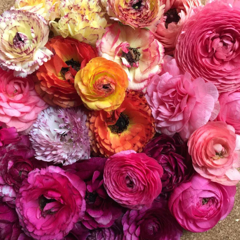 VEGSOW Ranunculus Bulbs - Happy Mix