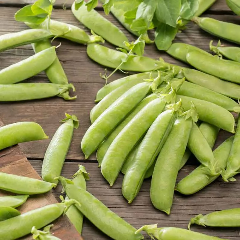 VEGSOW Sugar Ann Snap Pea Seeds - Early Maturing Heirloom Variety