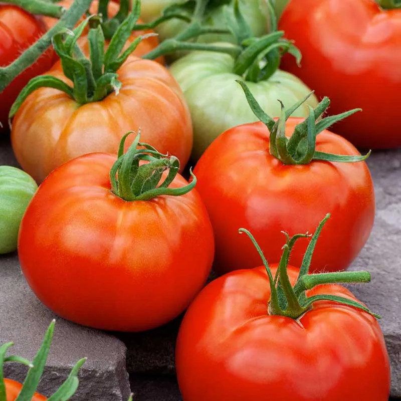 VEGSOW Ace 55 Tomato Seeds - Heirloom Determinate Variety