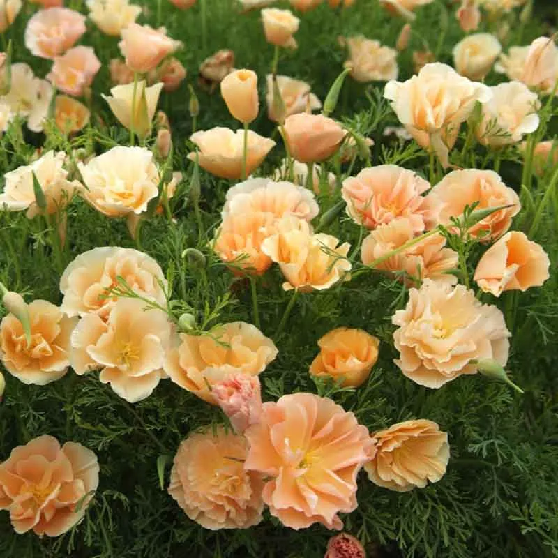 VEGSOW California Poppy Seeds - Thai Silk Pink Champagne