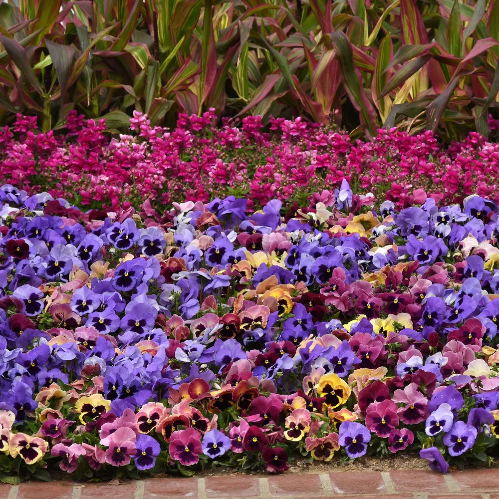 VEGSOW Pansy Seeds - Matrix Coastal Sunrise Mix