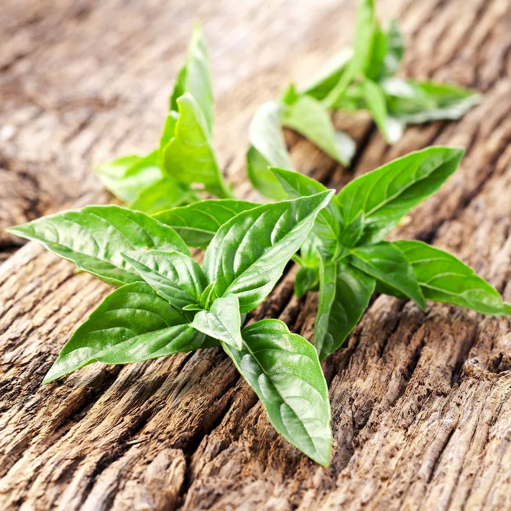 VEGSOW Lemon Basil Seeds - Heirloom Herb Seeds for Indoor and Outdoor Planting