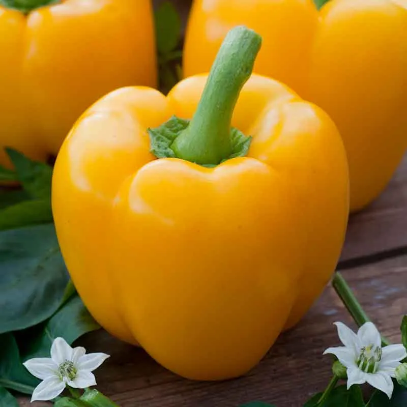 VEGSOW Golden Cal Wonder Sweet Pepper Seeds - Heirloom Vegetable Seeds