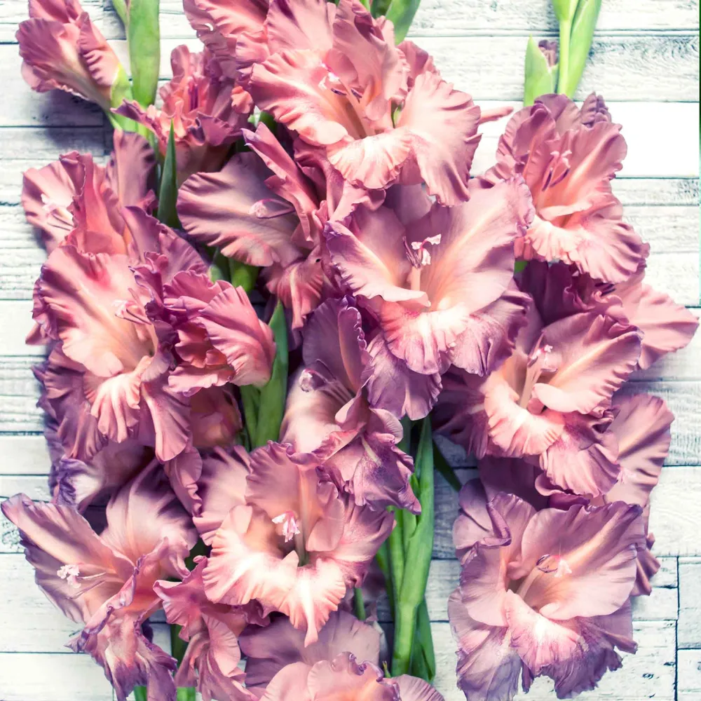 VEGSOW Smokey Gladiolus Flower Bulbs - Perennial Garden Planting Bulbs