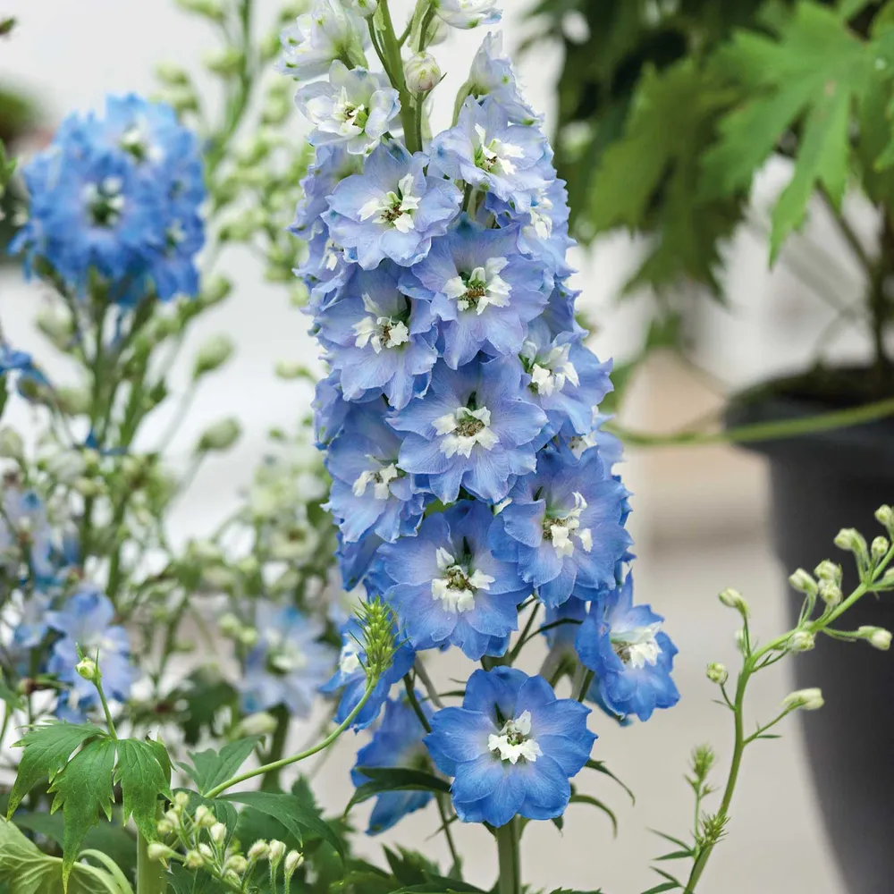 VEGSOW Delphinium Seeds - Light Blue White Bee