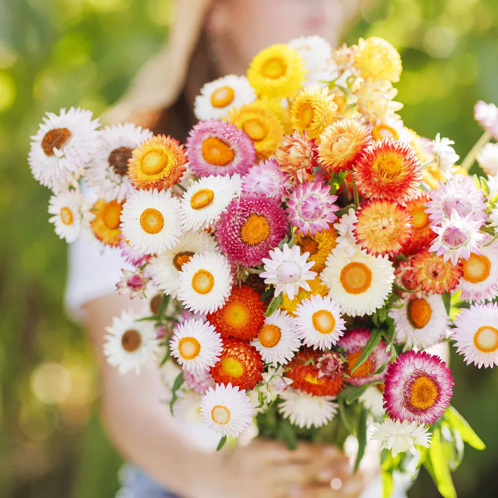 VEGSOW Strawflower Seeds - Swiss Giant Mix (Helichrysum Bracteatum)