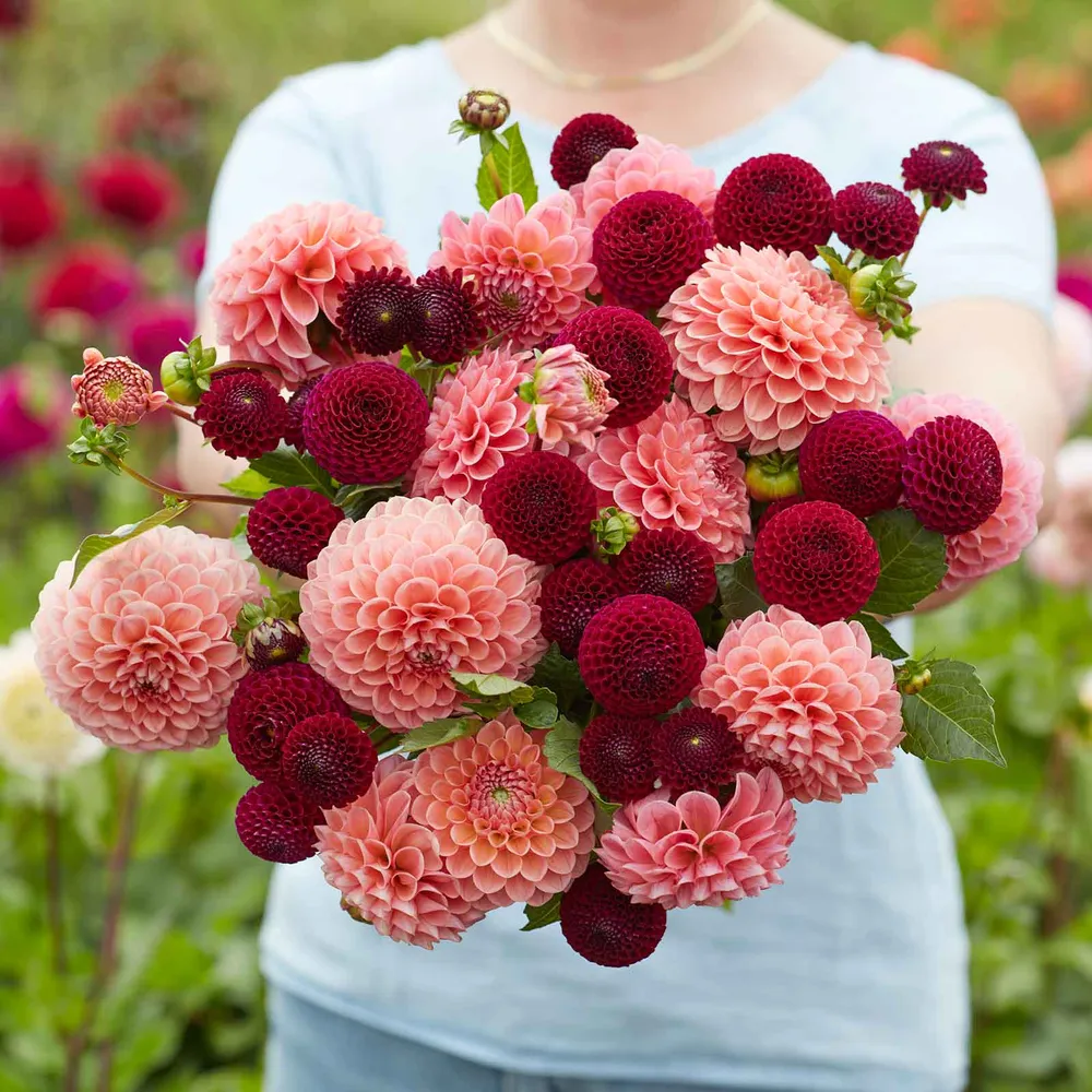 VEGSOW Dahlia Tubers - Opposites Attract Duo