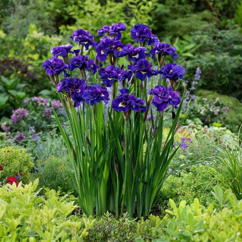 VEGSOW Siberian Iris Roots - Bundle of Joy