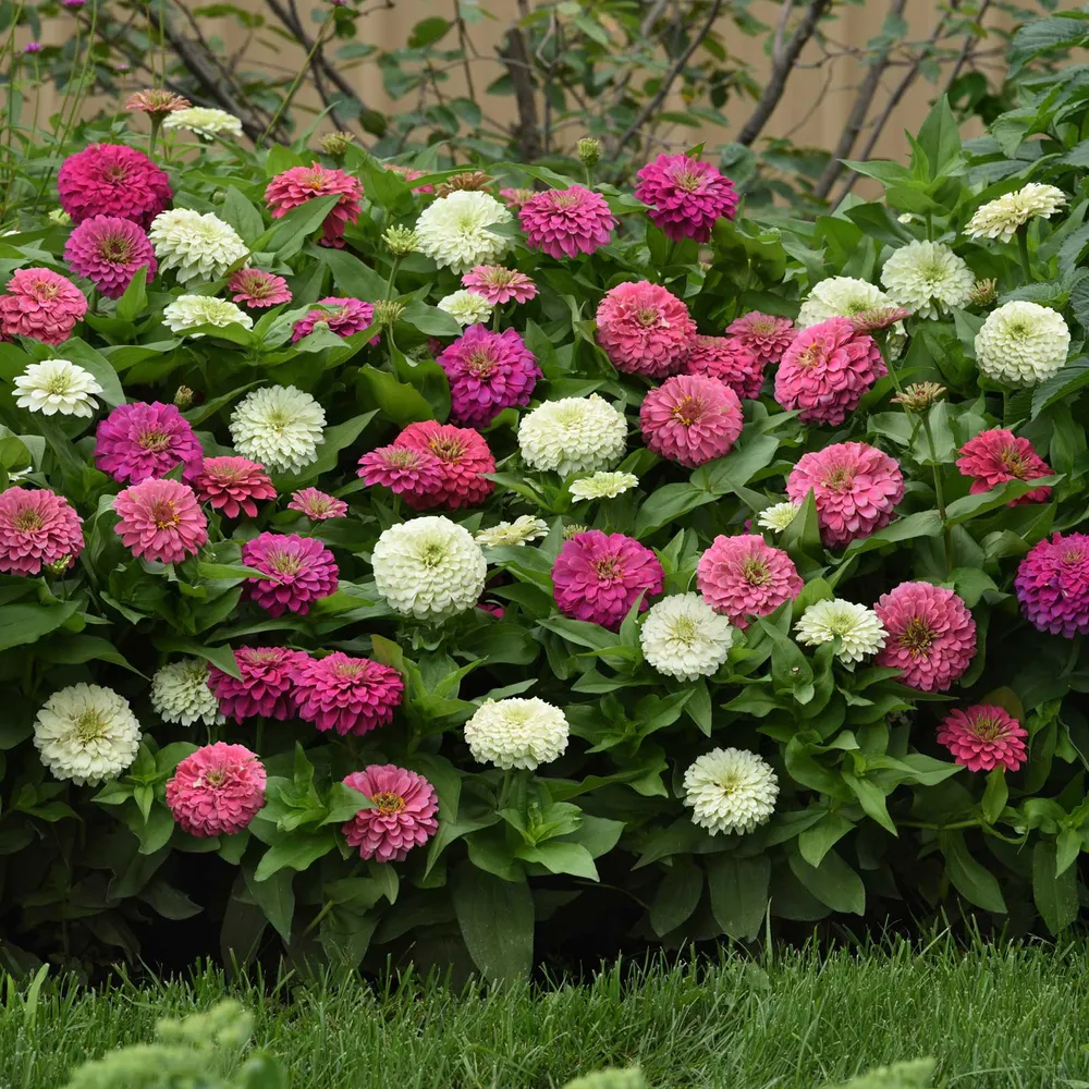 Zinnia Seeds - Elegant™ Soft Mix