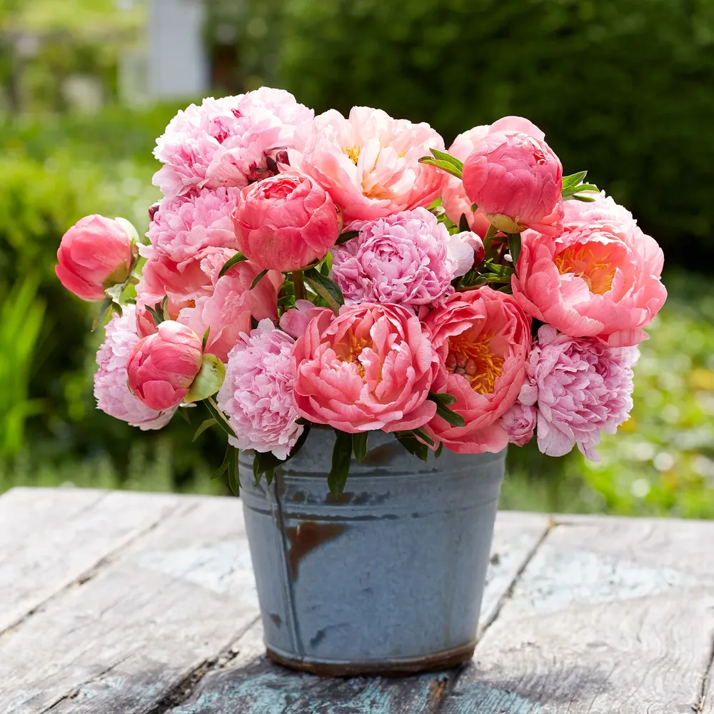 VEGSOW Peony Roots - Pink Sunrise Mix