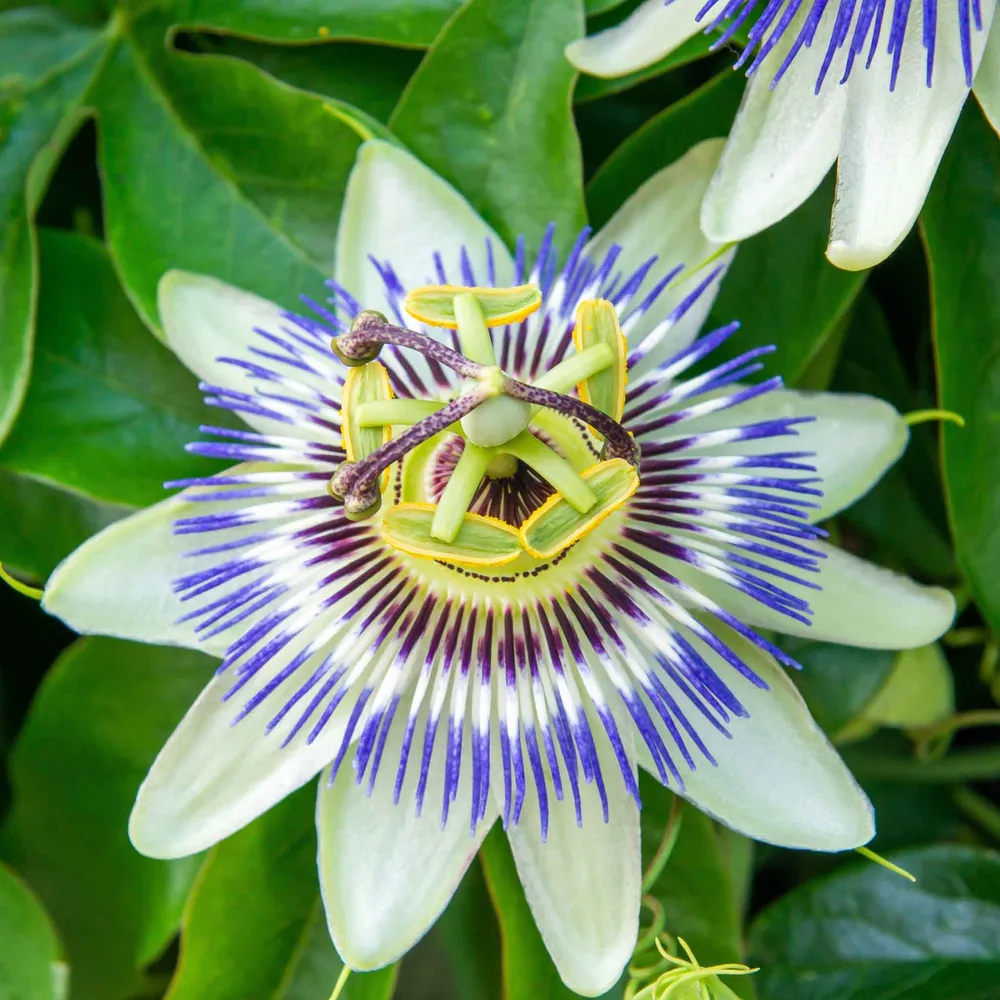 VEGSOW Passiflora Seeds - Tropical Climbing Vine Seeds for Home Gardens