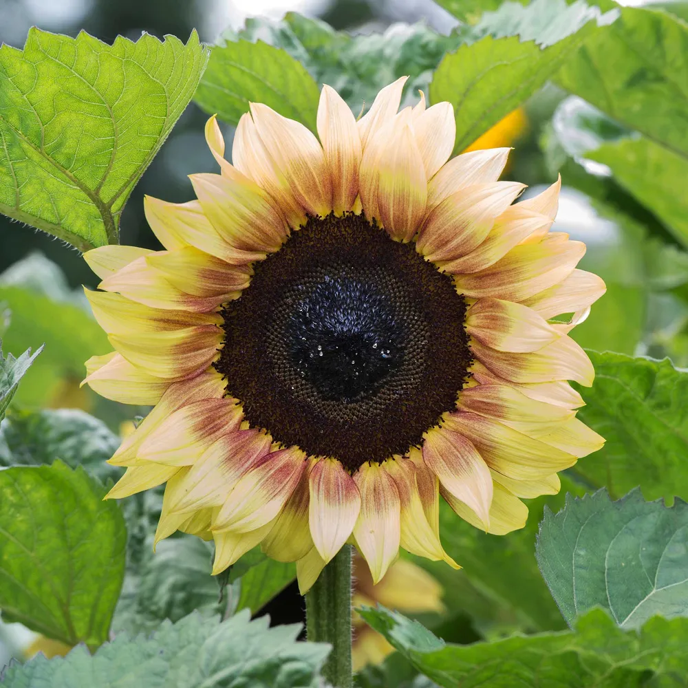 VEGSOW ProCut Red Lemon Bicolor Sunflower Seeds