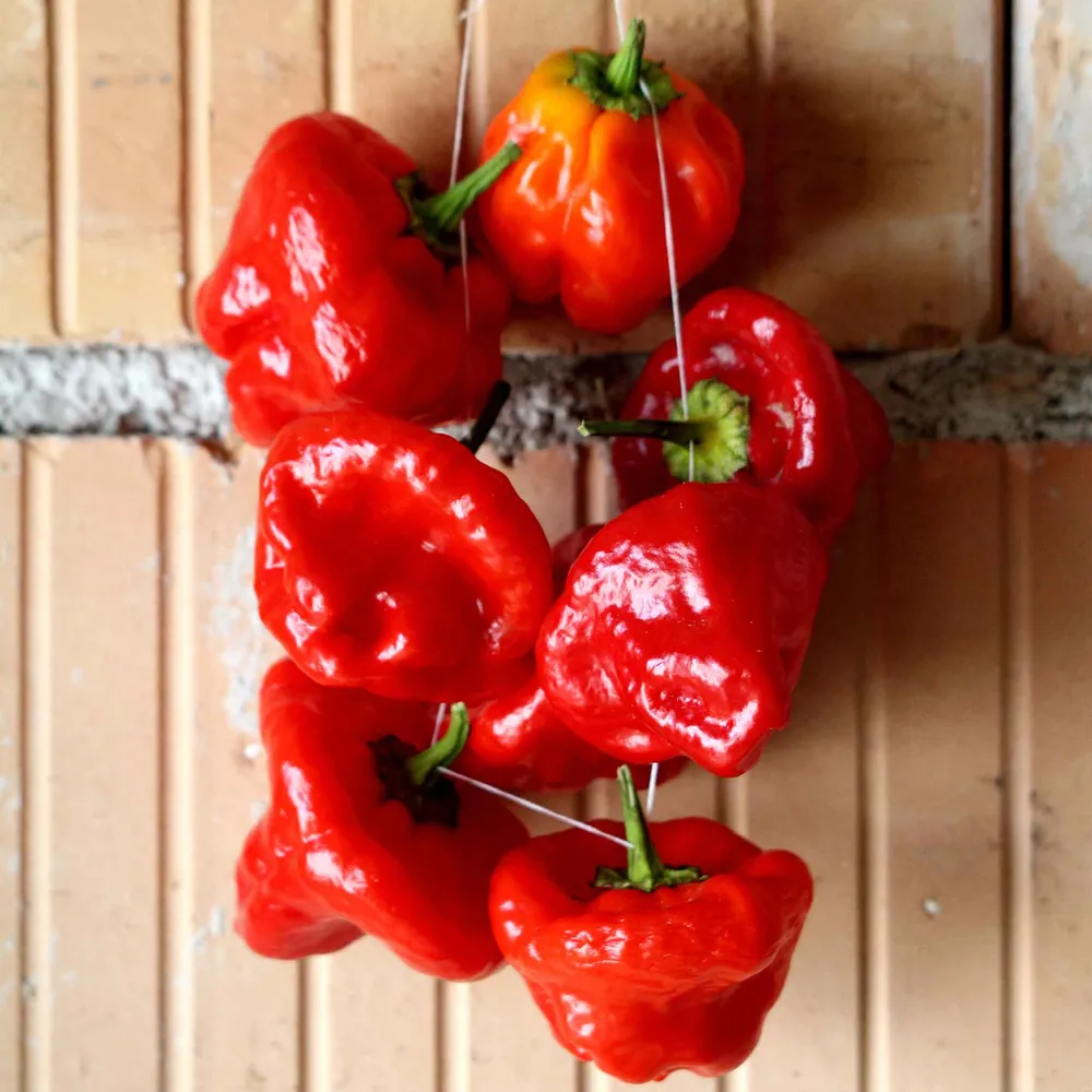 VEGSOW Jamaica Hot Red Pepper Seeds - Heirloom Chili Variety
