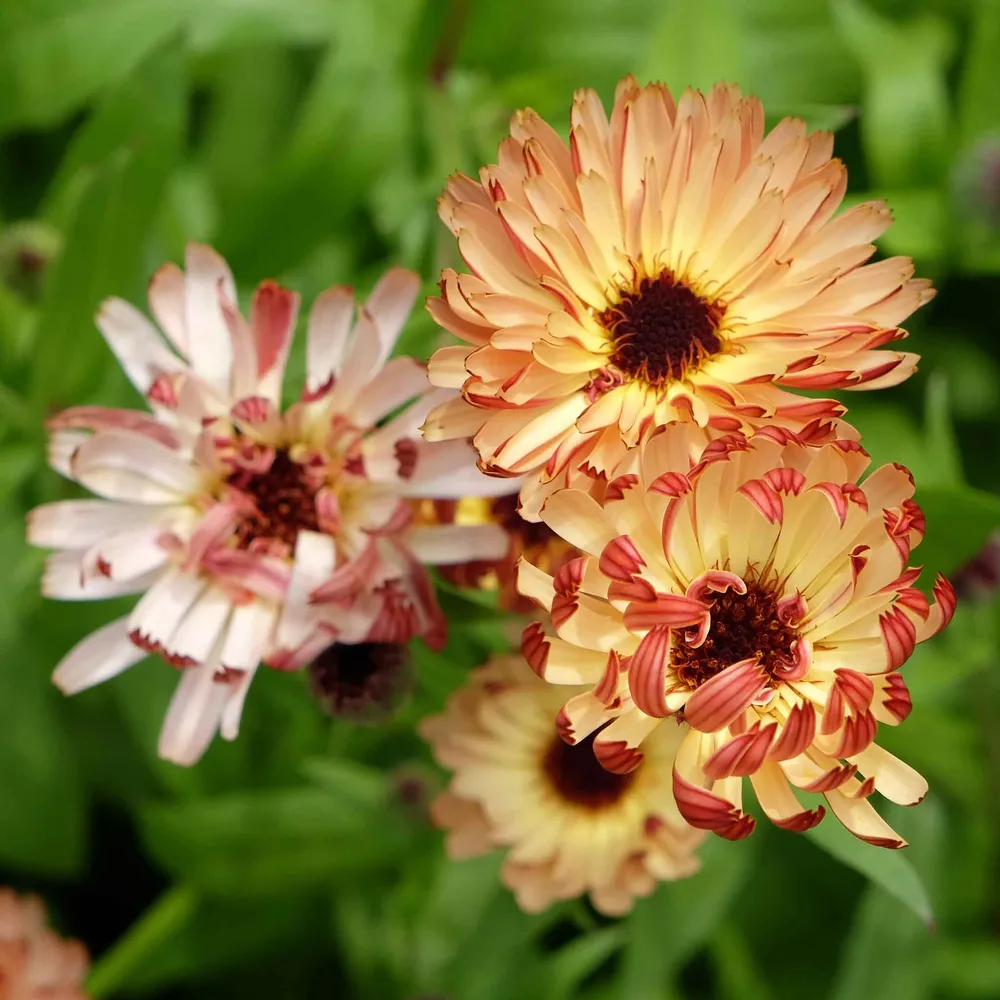 VEGSOW Calendula Seeds - Sunset Buff
