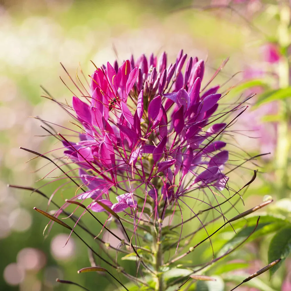 VEGSOW Mauve Queen Cleome Seeds - Heirloom Spider Flower