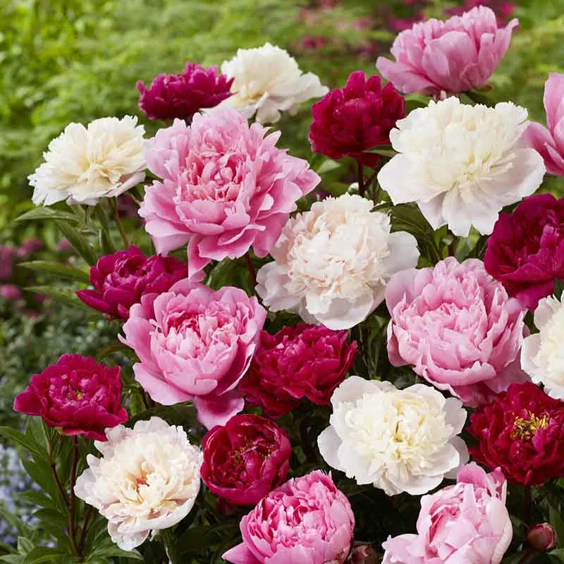 VEGSOW Peony Roots - Mixed Varieties for Perennial Garden Planting