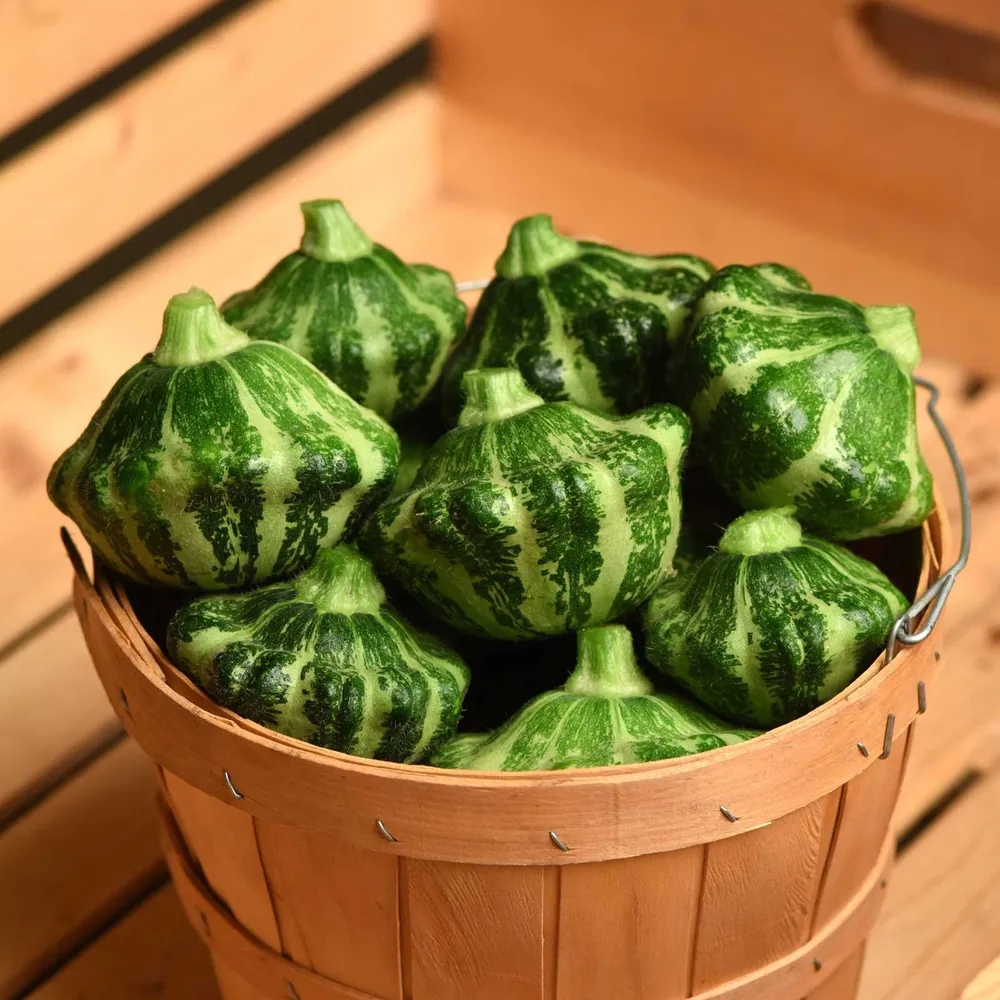 VEGSOW Green Lightning Summer Squash Seeds - Heirloom Vegetable Planting