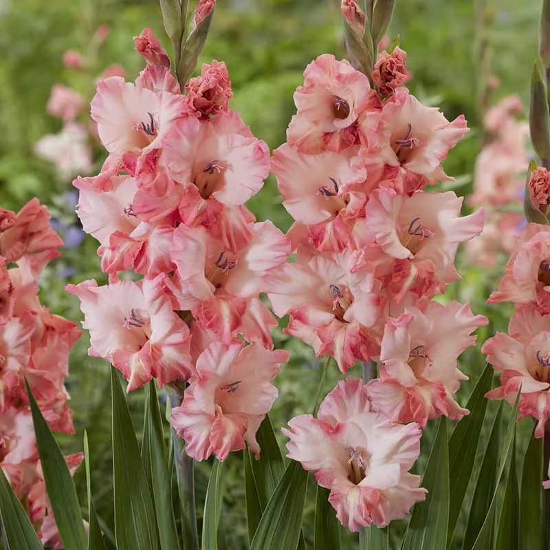 VEGSOW Gladiolus Flower Bulbs - Cherry Candy