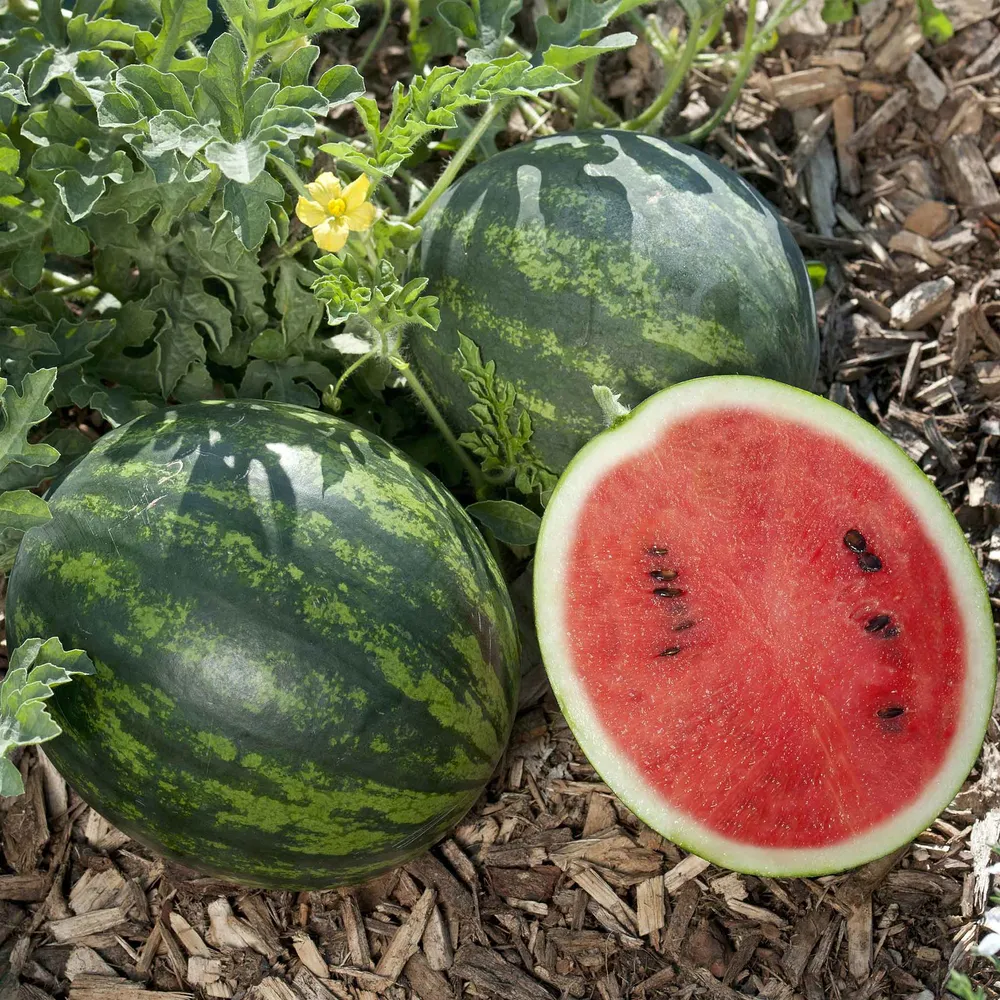 VEGSOW Mini Love Watermelon Seeds - Compact Heirloom Variety