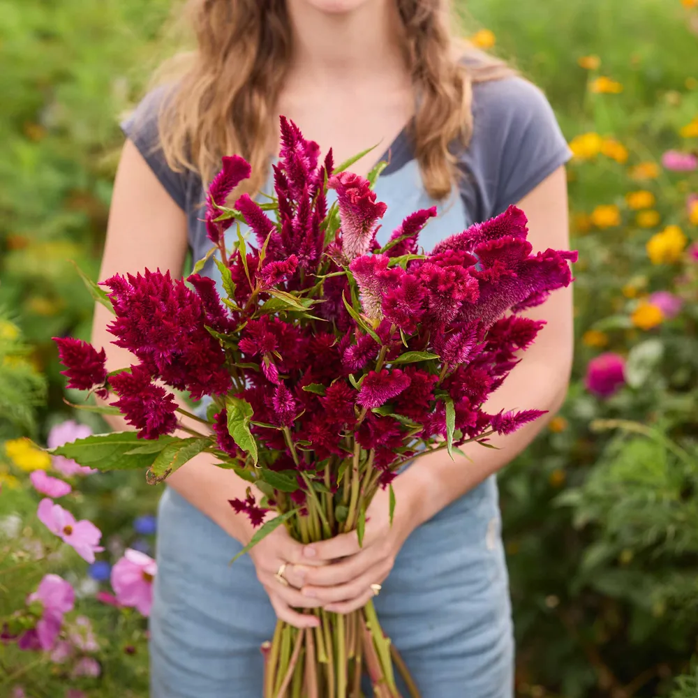 VEGSOW Rooster Purple Celosia Seeds - Vibrant Plumed Cockscomb Flower Seeds