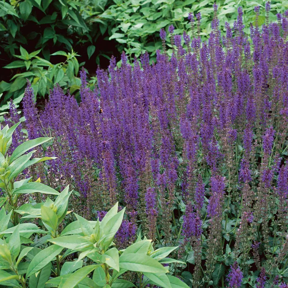 VEGSOW Salvia (Sage) Roots - May Night Perennial Flower Seeds