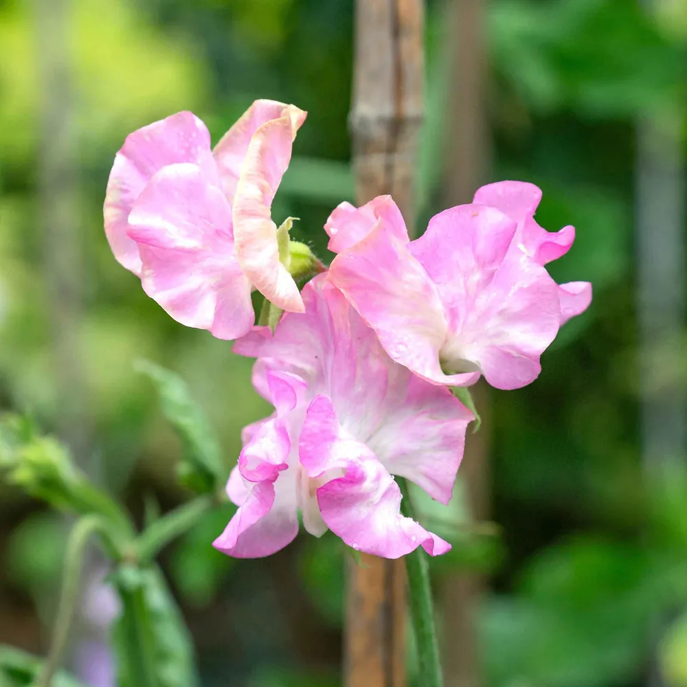 Yvette Ann Sweet Pea Seeds - Heirloom Flower Seeds for Home Gardening
