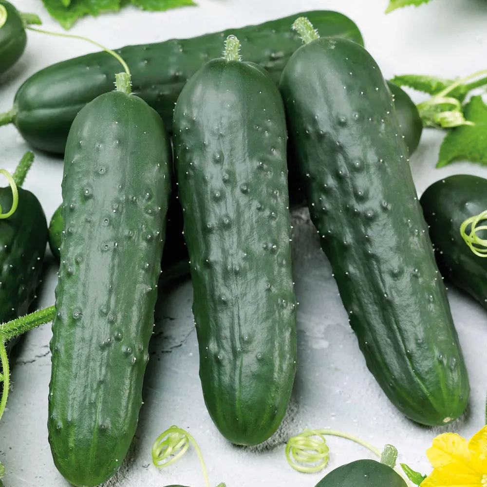 VEGSOW Poinsett 76 Cucumber Seeds - Heirloom Vegetable Variety