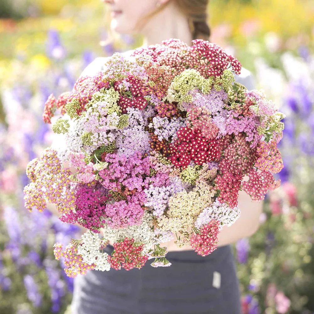 VEGSOW Yarrow Roots - Summer Pastels Perennial Flower Seeds