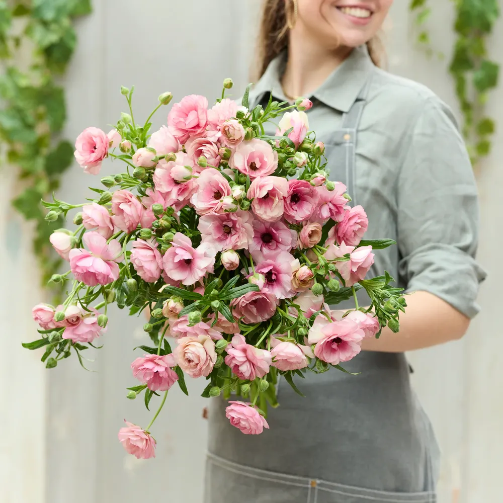 VEGSOW Butterfly Hera Ranunculus Bulbs