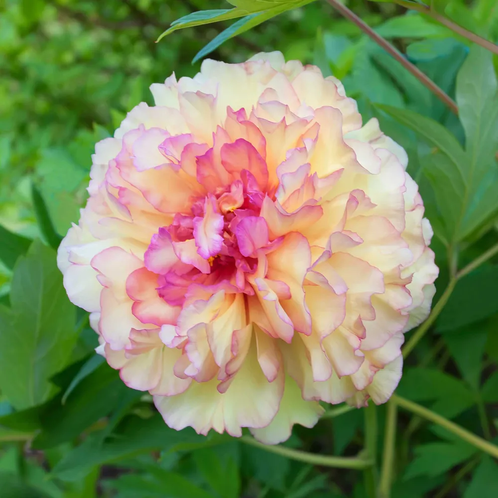VEGSOW Golden Pavilion 'Kinkaku' Tree Peony Roots - Bare Root Perennial