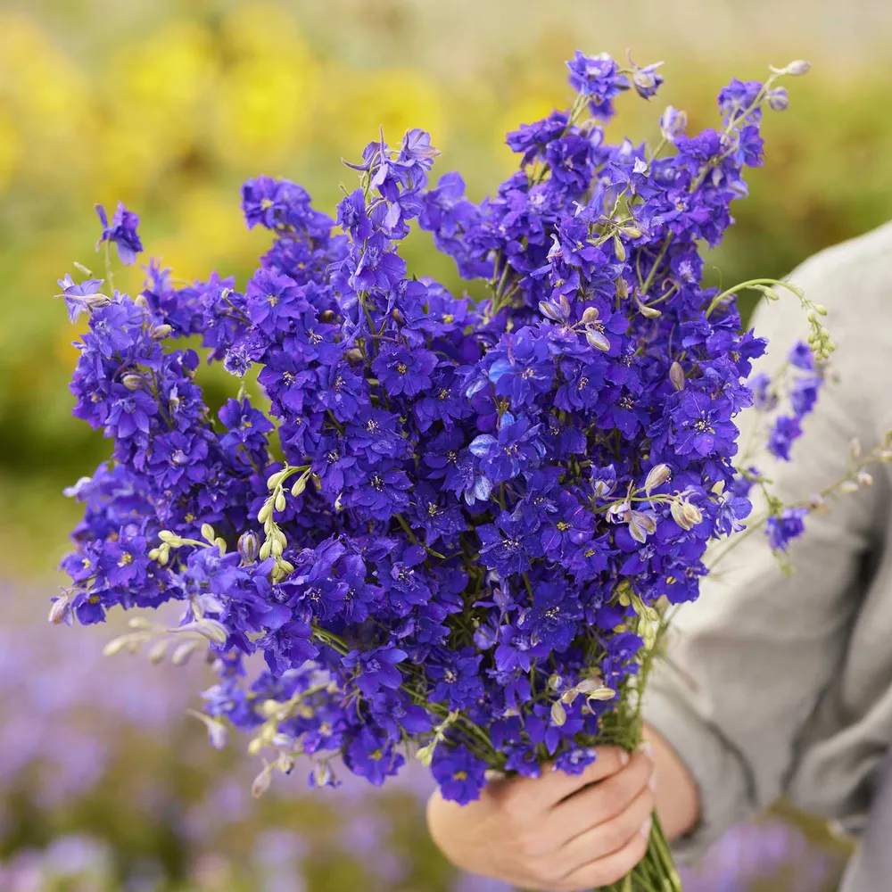 VEGSOW Larkspur Seeds - Hyacinth Flowered Tall Mix - Annual Flower Seeds