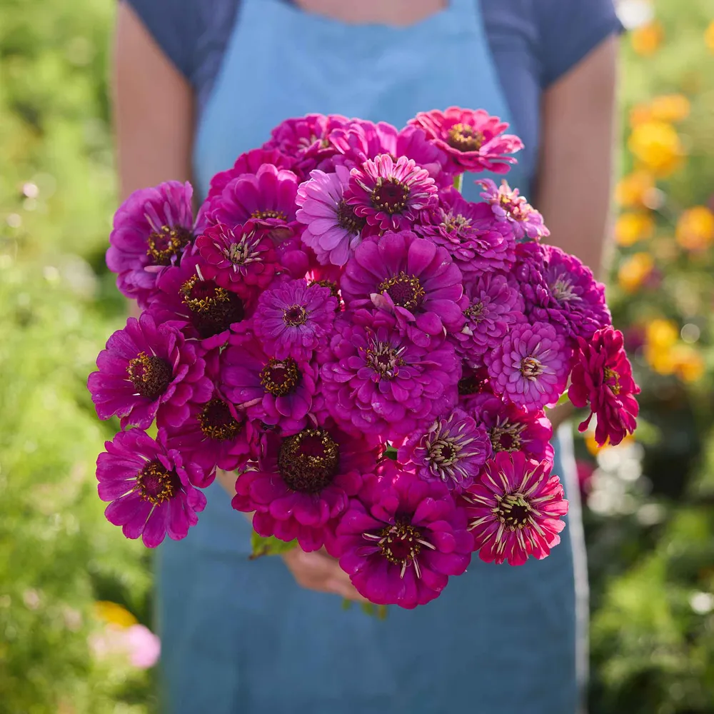 VEGSOW Purple Prince Zinnia Seeds - Annual Heirloom Flower Seeds