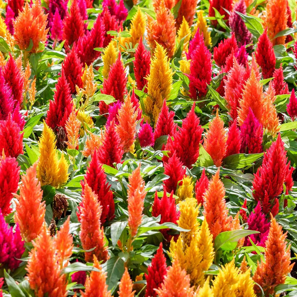 VEGSOW Celosia Seeds - First Flame Mix