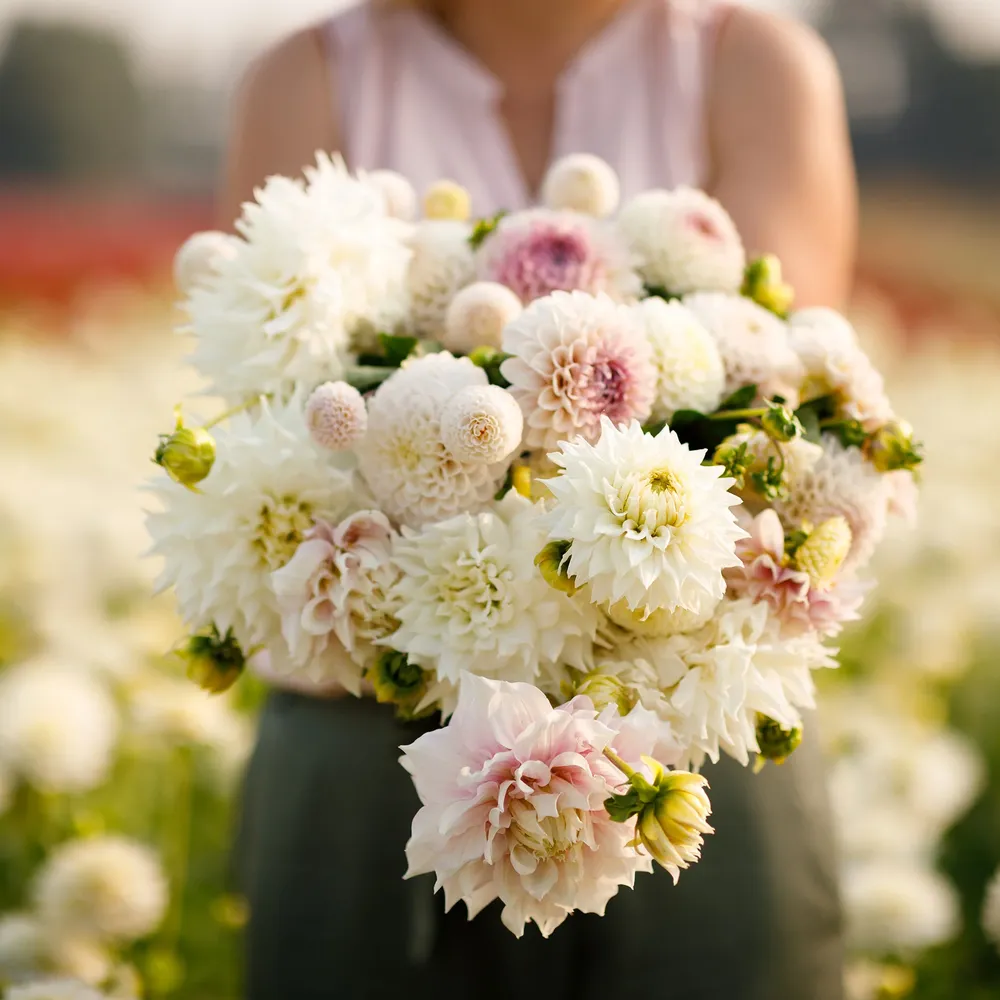 VEGSOW Dahlia Tubers - Romantic Mix Multi-Color Flower Bulbs