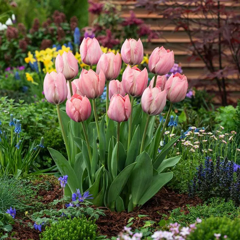 VEGSOW Salmon Van Eijk Tulip Bulbs - Large Flowering Spring Perennial Bulbs